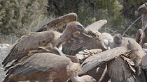 Group of Griffon vultures (Gyps fulvus) fighting to feed on a dead lamb. Cuenca, Spain, August.
