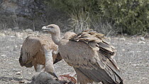 Two Griffon vultures (Gyps fulvus) feeding on the remains of a dead lamb, Cuenca, Spain, August.