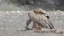 Griffon vulture (Gyps fulvus) feeding on a dead lamb, Cuenca, Spain, August.