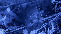 Pair of Mediterranean tree frogs (Hyla meridionalis) in amplexus on ground, Barcelona, Spain, May. Filmed at night with an infrared camera.