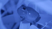 Male Mediterranean tree frog (Hyla meridionalis) calling, showing vocal sac inflating, Barcelona, Spain, May. Filmed at night with an infrared camera.