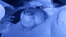 Male Mediterranean tree frog (Hyla meridionalis) calling, showing vocal sac inflating, Barcelona, Spain, May. Filmed at night with an infrared camera.