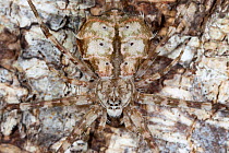 Long-spinnered Bark Spider (Hersiliidae sp) camouflaged on tree bark where it waits to ambush passing prey. Tropical rainforest, Masoala Peninsula National Park, north east Madagascar. October.