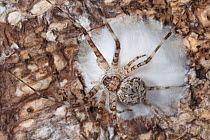 Long-spinnered Bark Spider (Hersiliidae sp) protecting egg sac on tree bark. Tropical rainforest, Masoala Peninsula National Park, north east Madagascar. October.