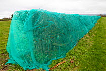 Hedge which has been &#39;netted &#39; to prevent breeding birds nesting, which would delay building development of new homes. Chester, Cheshire, England, UK. March 2019.