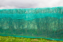 Hedge which has been &#39;netted &#39; to prevent breeding birds nesting, which would delay building development of new homes. Chester, Cheshire, England, UK. March 2019.