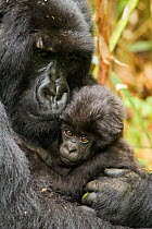 Adult Mountain gorilla (Gorilla beringei beringei) holding baby , Hirwa group, Volcanoes National Park, Rwanda