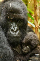 Adult Mountain gorilla (Gorilla beringei beringei) holding baby, Hirwa group, Volcanoes National Park, Rwanda