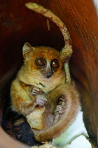 Nosy Be mouse lemur (Microcebus mamiratra) in leaf nest. Lokobe Reserve, Nosy Be, Madagascar.