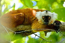 Black lemur (Eulemur macaco macaco) female resting in tree. Lokobe Reserve, Nosy Be, Madagascar.