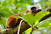 Black lemur (Eulemur macaco macaco) female resting in tree. Lokobe Reserve, Nosy Be, Madagascar.