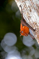 Commerson's leaf-nosed bat (Hipposideros commersoni) resting on tree trunk. Lokobe Reserve, Nosy Be, Madagascar. February.