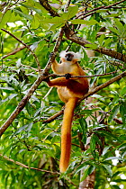 Black lemur (Eulemur macaco macaco) female sitting in tree. Lokobe Reserve, Nosy Be, Madagascar.