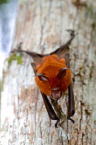 Commerson's leaf-nosed bat (Hipposideros commersoni) resting on tree trunk. Lokobe Reserve, Nosy Be, Madagascar. February.