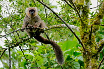 Sonford's brown lemur (Eulemur sanfordi) sitting in tree. Montagne D&#39;Ambre National Park, Madagascar.