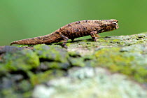 Minute leaf chameleon (Brookesia minima) female on tree trunk. The second smallest reptile in the world. Nosy Be, Madagascar.