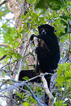 Perrier&#39;s sifaka (Propithecus perrieri) sitting in tree. Analamera National Park, Madagascar.