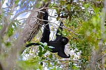 Perrier&#39;s sifaka (Propithecus perrieri) swinging from branch in forest. Analamera National Park, Madagascar.