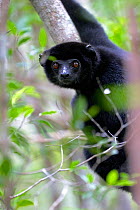 Perrier&#39;s sifaka (Propithecus perrieri). Analamera National Park, Madagascar.