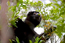 Perrier&#39;s sifaka (Propithecus perrieri) eating leaves in forest. Analamera National Park, Madagascar.