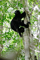 Perrier&#39;s sifaka (Propithecus perrieri) climbing tree in forest. Analamera National Park, Madagascar.