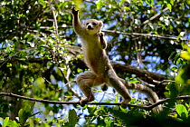 Crowned lemur (Eulemur coronatus) jumping in forest canopy. Analamera National Park, Madagascar.