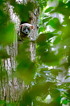 Ankarana sportive lemur (Lepilemur ankaranensis) looking out from hole in tree. Analamera National Park, Madagascar.