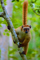 Blue-eyed lemur (Eulemur flavifrons) female in tree. Sahamalaza, Madagascar.