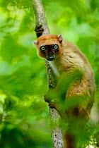 Blue-eyed lemur (Eulemur flavifrons) female perched on tree trunk. Sahamalaza, Madagascar.