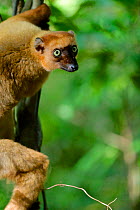 Blue-eyed lemur (Eulemur flavifrons) female climbing vine. Sahamalaza, Madagascar.