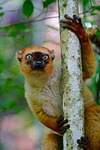 Blue-eyed lemur (Eulemur flavifrons) female climbing tree. Sahamalaza, Madagascar.