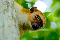 Blue-eyed lemur (Eulemur flavifrons) female peering out from behind tree, headshot. Sahamalaza, Madagascar.
