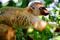 Blue-eyed lemur (Eulemur flavifrons) female in tree, portrait. Sahamalaza, Madagascar.
