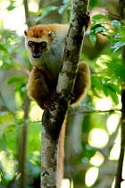 Blue-eyed lemur (Eulemur flavifrons) female climbing tree, looking at camera with curiosity. Sahamalaza, Madagascar.