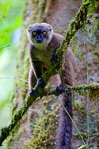 White-fronted brown lemur (Eulemur albifrons) perched in tree, looking at camera. Rainforests of the Atsinanana, Marojejy National Park, Madagascar.