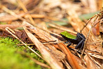 Marojezy mountain mantella (Mantella manery) frog in leaf litter. Marojejy National Park, Madagascar.