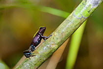 Marojezy mountain mantella (Mantella manery) frog climbing up stem Marojejy National Park, Madagascar.