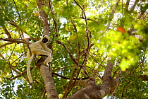 Van der Decken&#39;s sifaka (Propithecus deckenii) looking down at camera whilst climbing tree. Tsingy de Bemaraha National Park, Madagascar.