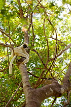 Van der Decken&#39;s sifaka (Propithecus deckenii) climbing tree, looking down at camera. Tsingy de Bemaraha National Park, Madagascar.