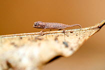 Minute leaf chameleon (Brookesia minima) male on leaf. The second smallest reptile in the world. Nosy Be, Madagascar.
