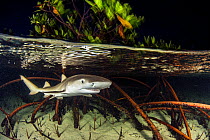 Lemon shark pup (Negaprion brevirostris) in mangrove forest which acts as a nursery for juveniles of this species. Eleuthera, Bahamas.