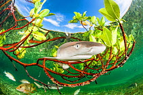 Lemon shark pup (Negaprion brevirostris) in mangrove forest which acts as a nursery for juveniles of this species. Eleuthera, Bahamas.