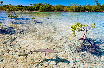 Lemon shark pups (Negaprion brevirostris) spend the first 5-8 years of their life in mangrove forests. The tangle of roots provides protection from predators and is full of potential prey like juvenil...