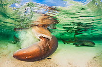 Nurse shark (Ginglymostoma cirratum) bites onto a female while mating in the shallows, with another male nearby. Eleuthera, Bahamas. Awarded in underwater category, Wildlife Photographer of the Year 2...
