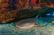 Nurse shark (Ginglymostoma cirratum) hiding under a ship wreck in Caribbean sea off Cancun, Yucatan, Mexico.