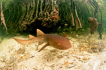 Nurse shark (Ginglymostoma cirratum) pup, swimming in a mangrove forest. Bimini, Bahamas.