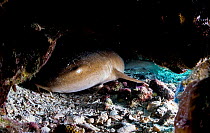 Nurse shark (Ginglymostoma cirratum) juvenile hiding under the reef, The Bahamas.