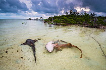 Nurse sharks (Ginglymostoma cirratum) three in a courtship dance at sunrise in a mangrove area, Eleuthera, Bahamas.