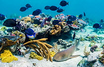 Nurse shark (Ginglymostoma cirratum) resting near a coral reef and other fish like blue tangs in The Bahamas.