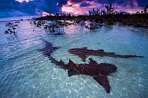 Nurse sharks (Ginglymostoma cirratum) three in a courtship dance at sunrise in a mangrove area near Eleuthera, Bahamas.